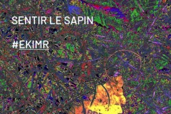 sapin